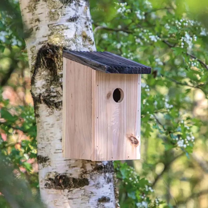 Maison pour oiseaux avec Tiny Tony's - image 4
